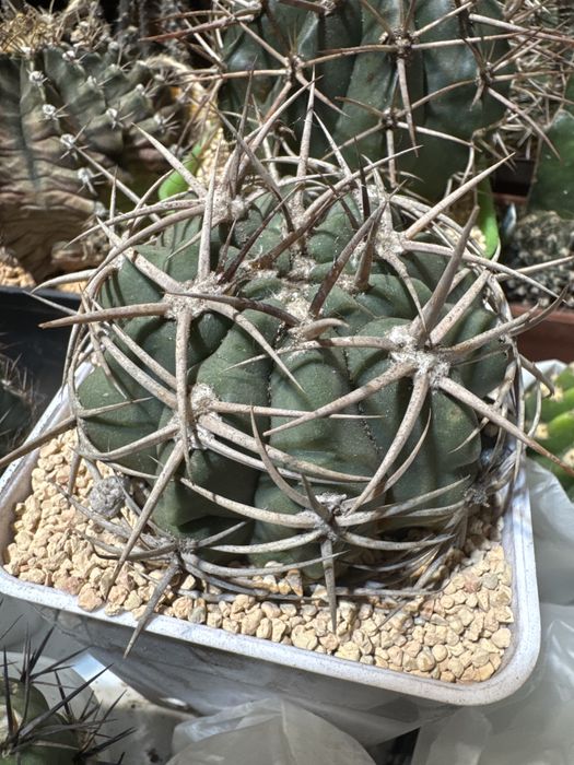 Кактусы (гимнокалициум , астрофитум , маммилярия, эхинопсис)