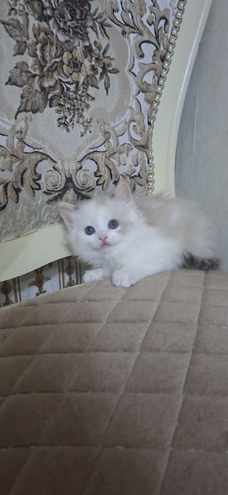 Mushuk    bolalari