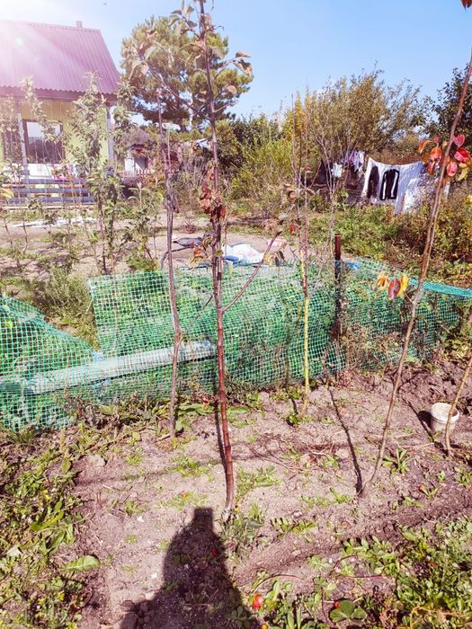 Продам саженцы деревьев икустарников