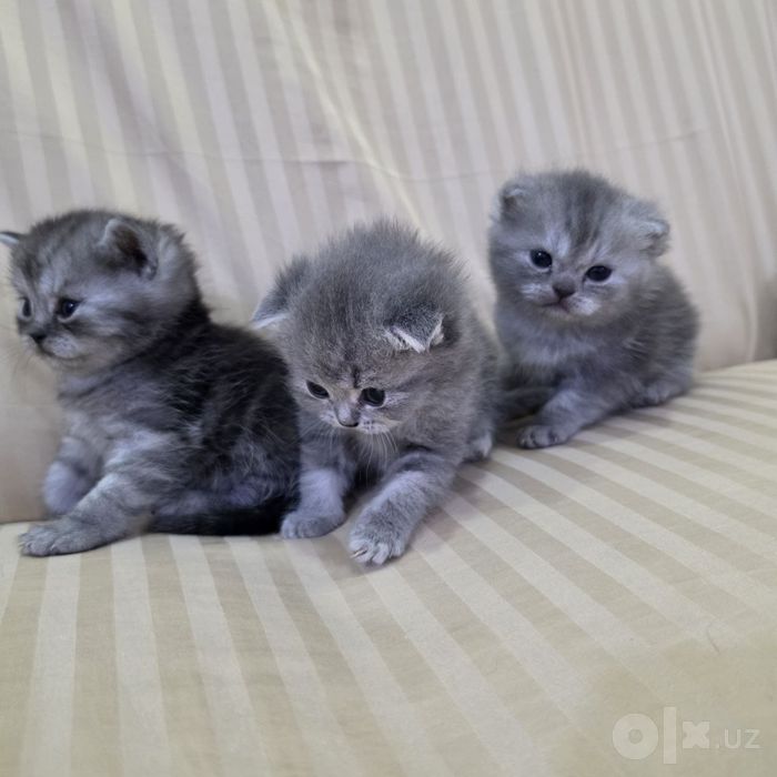 Котята пародистые