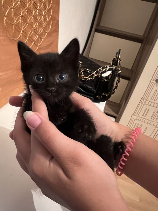 Котенок девочка 1 месяц