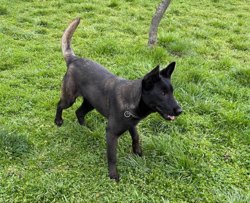 Femela Ciobanesc Belgian Malinois DRESATA