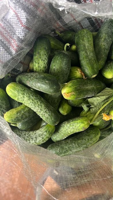 Огурцы для засолки и салата