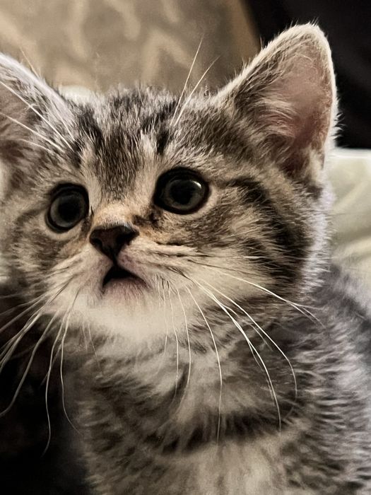 Мальчик шатландец