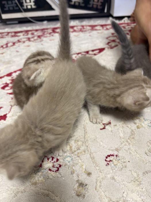 Британские котчта