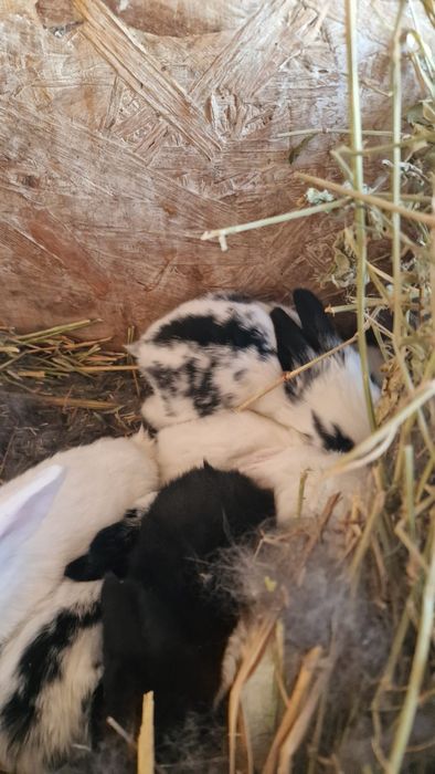 Vând pui de iepuri si mamele lor