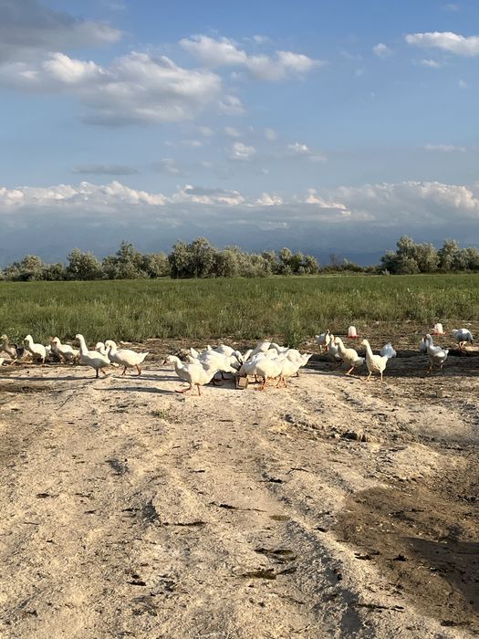 Продам гусят 60 шт в наличии