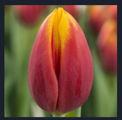 Тюльпаны оптом Алматы