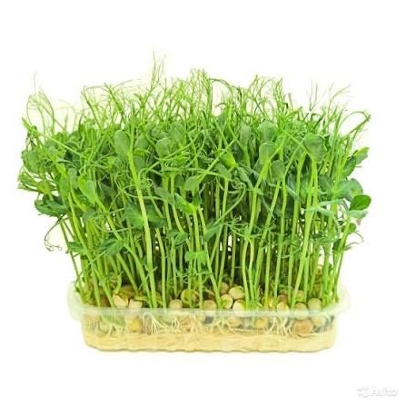 Микро зелень для кухни