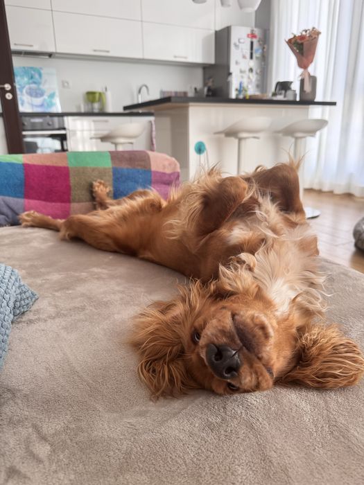 Кокер шпаньол на 10 месеца