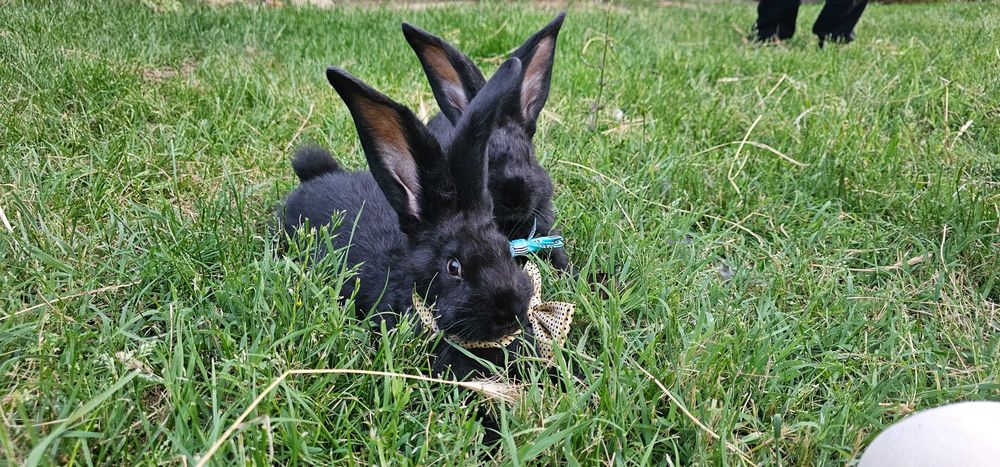 Iepuri Marele Belgian și Uriaș de Transilvania