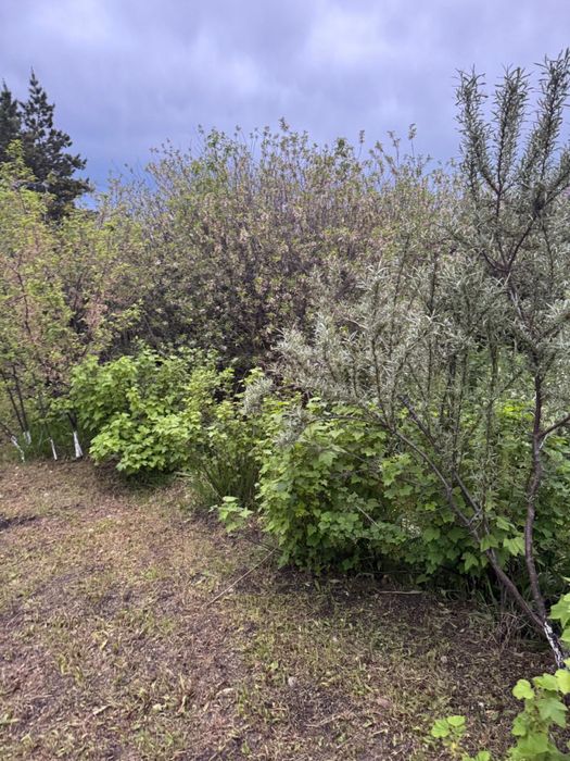 Продам дачу д/о Каштан