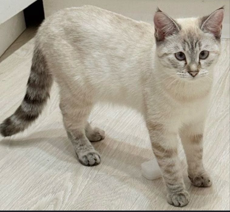 Кошка в добрые руки