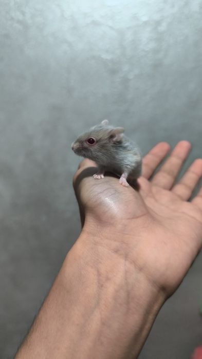 Джунгарский хомяки