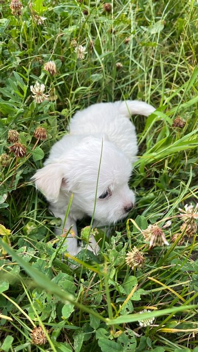 Pui bichon maltez