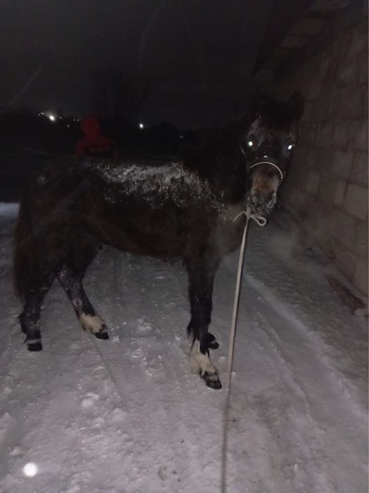 Продам жеребец срочно