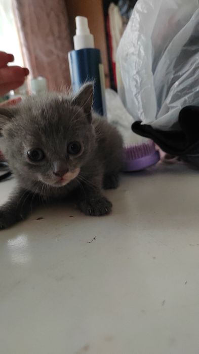 Отдам девочку 1 месяц