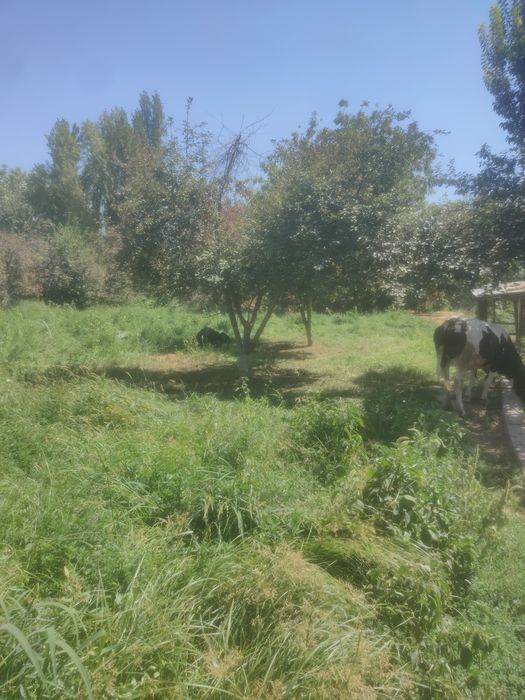 Тошкент янгийул тинчли