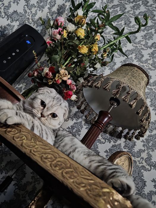 Вислоухая кошечка