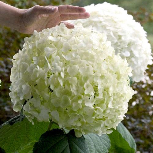 Гортензия метельчатая, древовидная