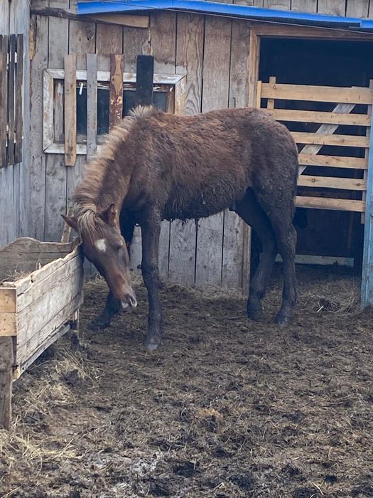 Продам 2 жеребчика ( тай )