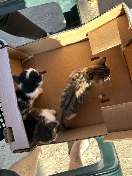 Подарявам 3 малки котенца