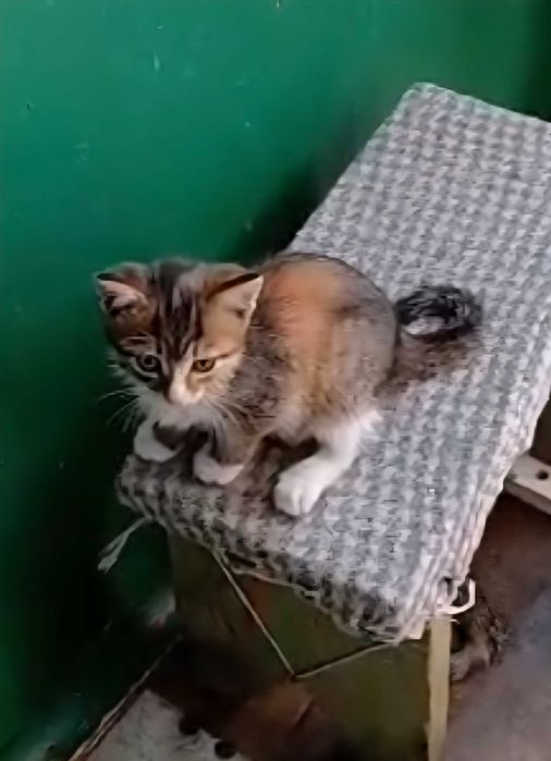 Отдам котенка в добрые руки