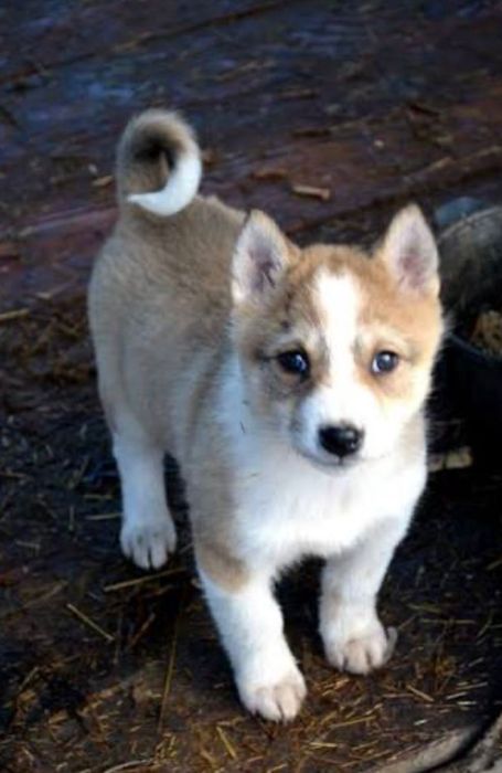 Щенки северо западная лайка