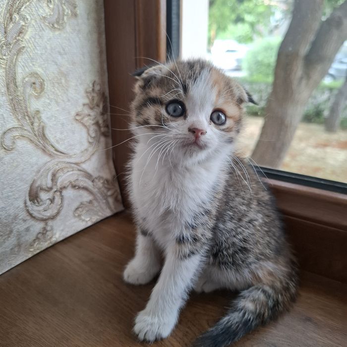 Шотландская кошка