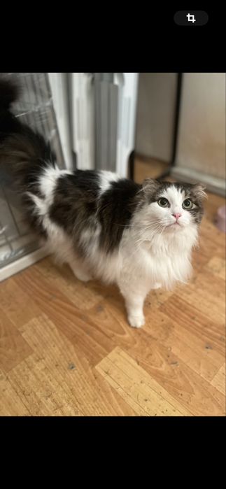 Отдам даром кошку