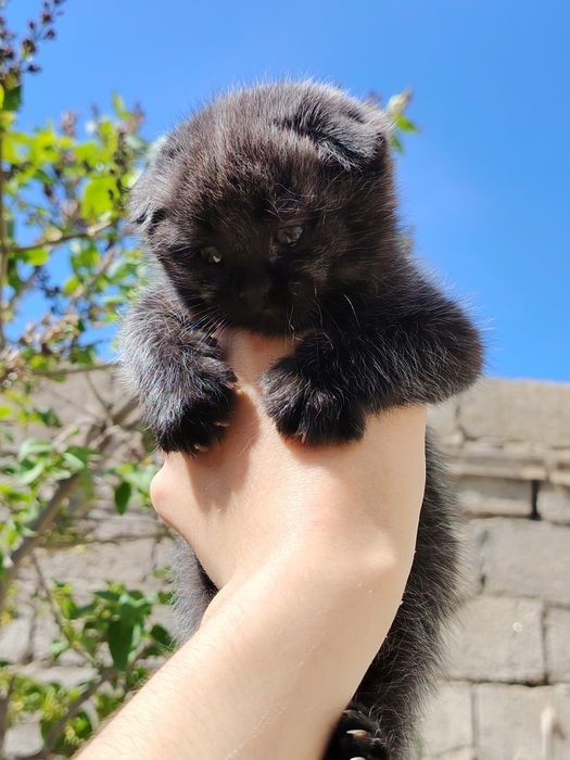 Sotiladi skotish fold