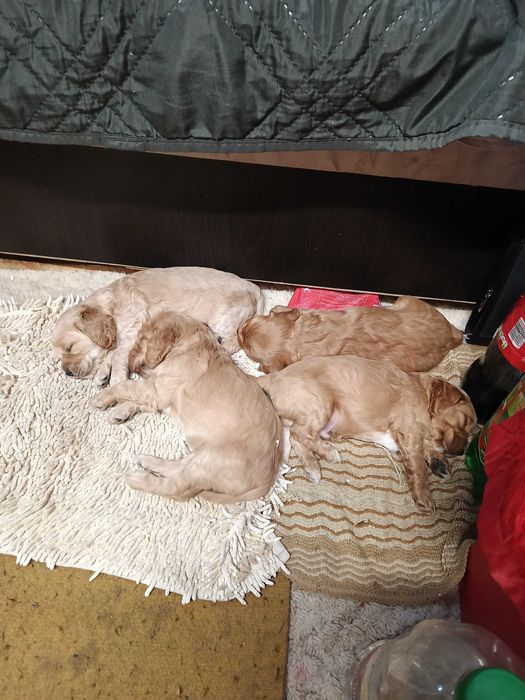 Кокерчета родени 28 .02