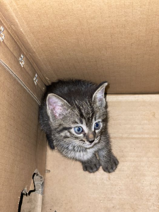 Котяда отдам за хорошие руки