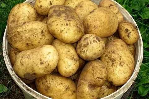 Картофель домашний