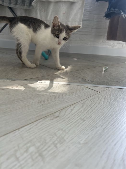 Котик мальчик 3 месяца