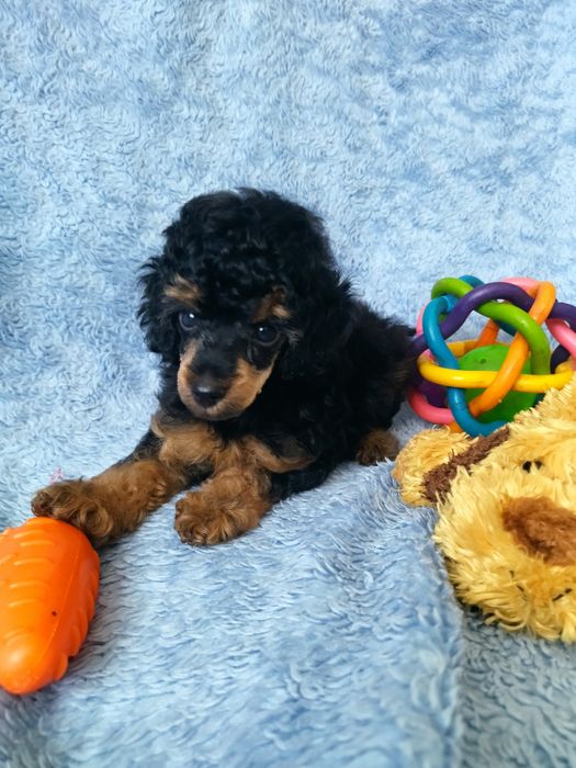 Девченка той пудель