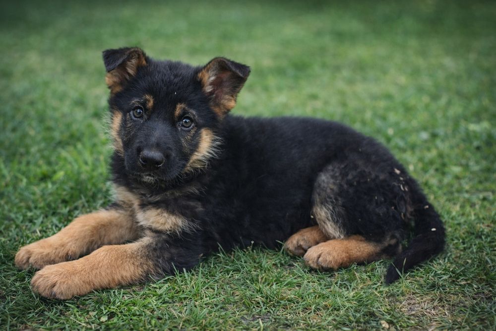 Щенки Немецкой Овчарки