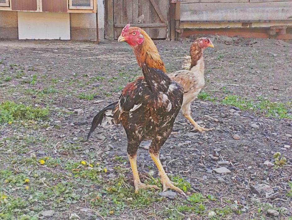 Чисто даканские яйца (1 яйцо 3000тг)