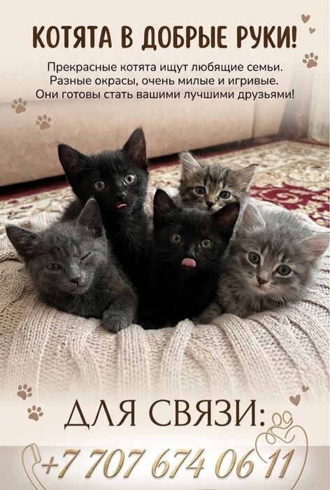 Котята бесплатно