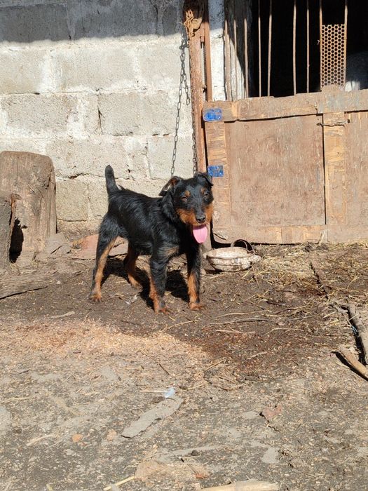 Mascul jagdterrier jagdterrier