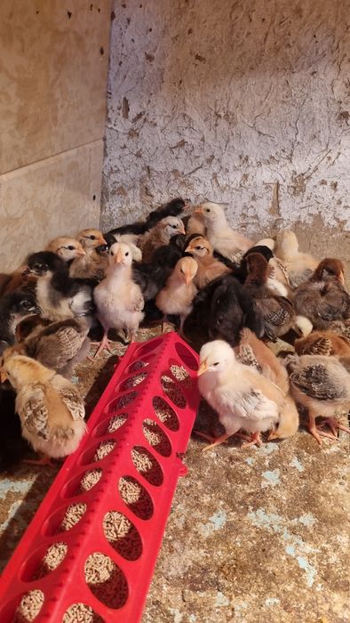 Кормушка для цыплят и перепел