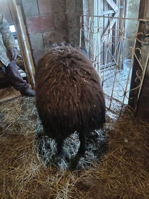 Продам Кошкара или есть вариант обмена