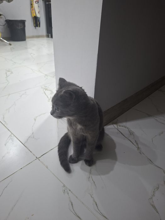 Кошка породистая