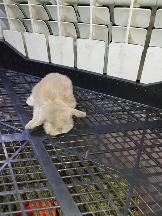 Кролики декоративные вислоухие