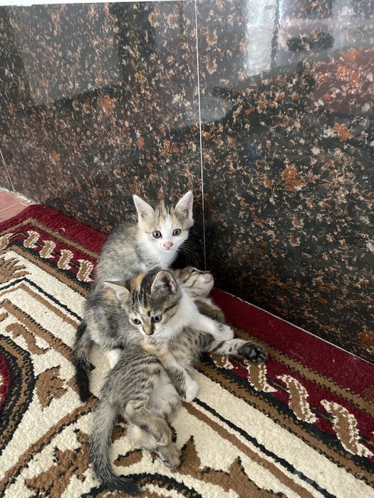 4 дана Домашняя кошка