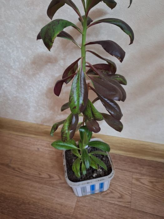 Синадениум.  синадениум