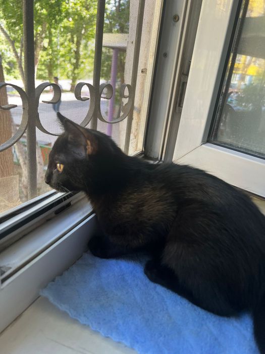Котенок 4 мес мальчик