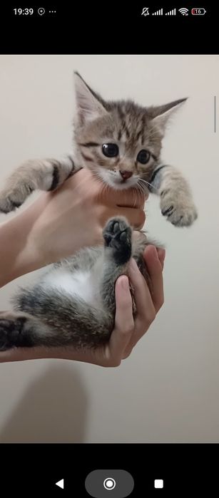 Котята бесплатно