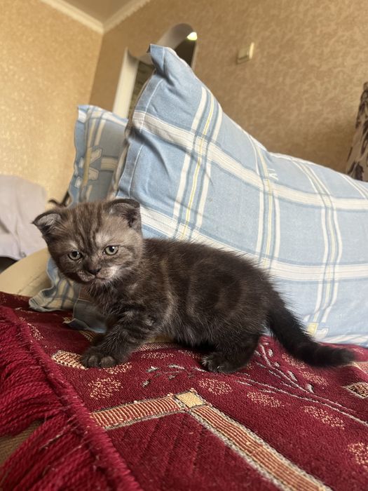 Продам шотландского котенка