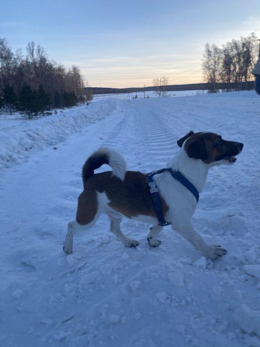 Вязка Джек Рассел